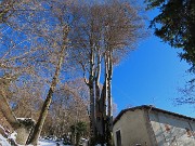 25 Altissimi faggi secolari